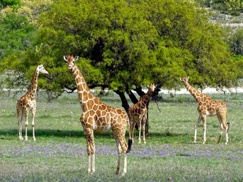 Giraffes2 E1494454025352 1