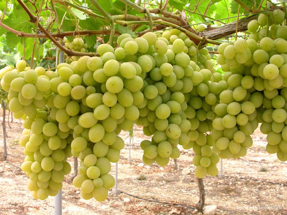 Sun World International Vs Puglia Export Fruits – Plant Variety Rights (Round I)