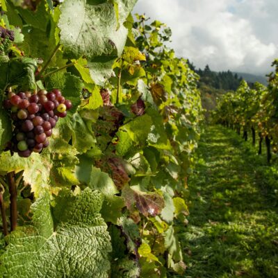 La Corte di Giustizia UE definisce i limiti dei diritti dei breeders sulle varietà vegetali