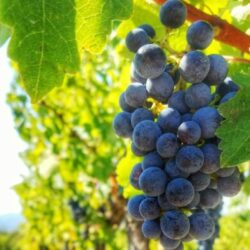 Sun World International Vs Puglia Export Fruits – Plant Variety Rights (Round II)